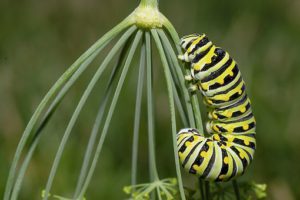 Black Swallowtail Host Plants-black-swallowtail-caterpillar