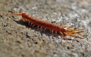  A Centipede