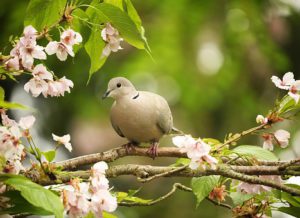 A dove-a-dove-in-the-tree