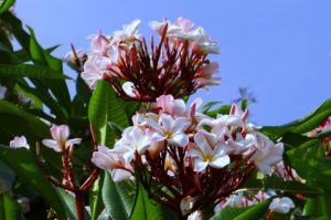 Plumeria-fragrant-flowers