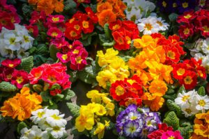 Eco Friendly Landscaping Ideas-garden-flowers