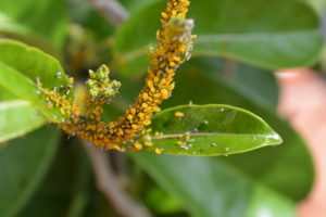 How To Control Aphids-aphid-infestation-on-a-garden-plant