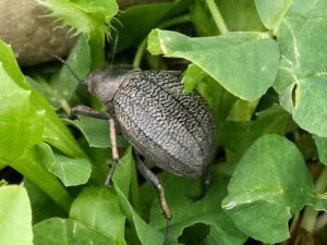 Beetle Insect Pest-organic-insect-and-plant-disease-control