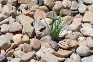 Pebbles-prevent-weeds-from-growing-through-rocks