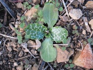 Weeds-how-to-prevent-weeds-from-growing-through-rocks