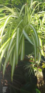 Spider Plant-spider-plant-not-growing