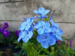 Blue Daze Hanging Basket-blue-daze-flowers
