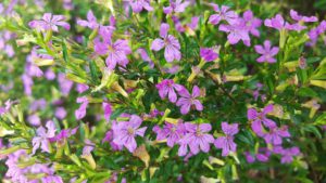 Mexican Heather-mexican-heather-plant-care