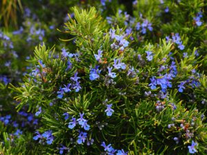 Companion Planting With Herbs-a-rosemary-herb