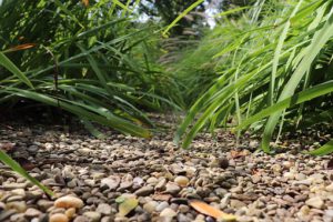 A Garvel Garden-how-to-create-a-gravel-garden