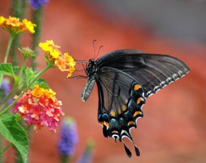 Black Swallowtail Butterfly Facts-black-swallow-tail-collecting-nectar