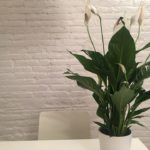 House Plants That Cleams Molds From Your Homes Air In South Florida-a-peace-lily