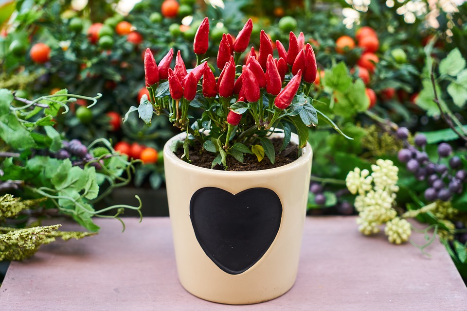 How To Overwinter Pepper Plants-peppers-growing-in-a-container