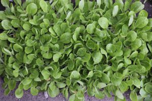 Seedlings-grow-your-own-microgreens