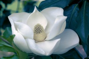 White Magnolia Flower-magnolia-tree-will-not-bloom