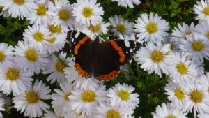 The red admiral butterfly
