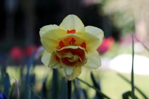 Daffodil Flower-narcissus-tahiti-yellow-orange