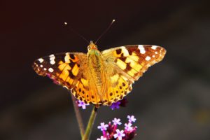 The painted lady butterfly