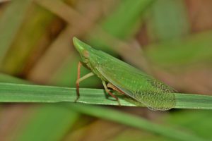 February Garden Insect Pests Guide In South Florida-a-leafhopper-insect-pest