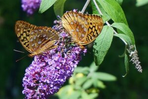 Butterfly Bush Care-butterfly-on-lilac-flowers