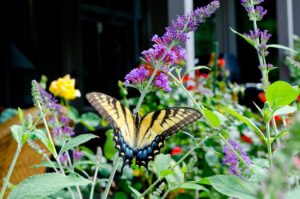 How To Get Free Plants For Your Garden-a-butterfly-resting-on-a-plant
