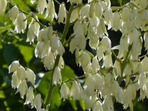 Yucca Plant Care-yucca-white-flowers