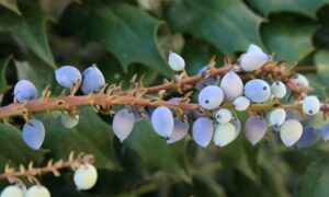Oregon Grape Care-Oregon-grape-plant-berries