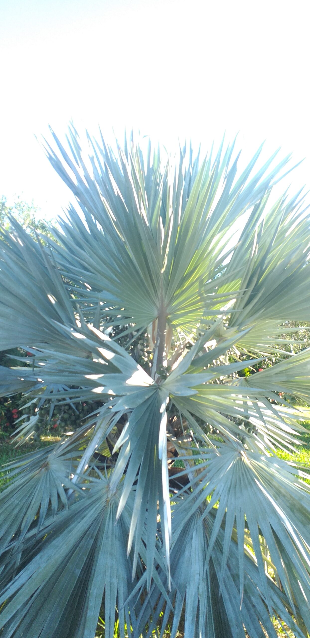Bismarck Palm Tree | EDEN'S GARDEN