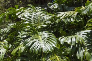 Philodendron Plant Care-split-leaf-philodendron