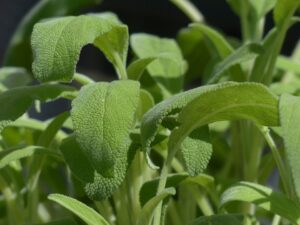 Herbs For A Garden-sage-herb