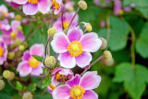 Japanese Anemone Flower-flowering-plants