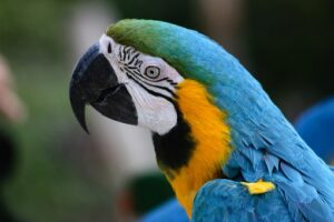 How To Attract Parrots To Your Yard-a-parrot