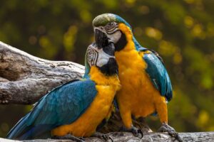How To Attract Parrots To Your Yard-two-parrots