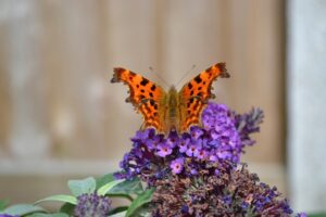 Eastern Comma Butterfly-eastern-comma-butterfly-collecting-nectar