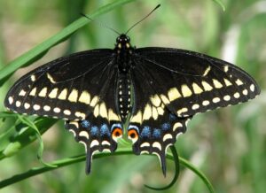 Eastern Black Swallowtail Butterfly-swallowtail-butterfly-resting