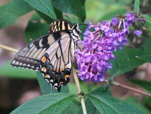 Eastern Tiger Swallowtail Butterfly-eastern-swallow-tail-butterfky-collecting-nectar