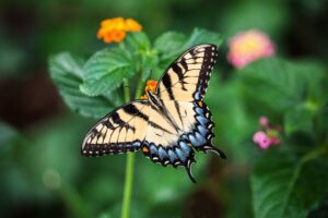 Western Tiger Swallowtail Butterfly-western-tiger-swallowtail-butterfly-on-lantana-plant