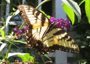 Eastern Tiger Swallowtail Butterflies-eastern-swallowtail-butterfly-collecting-nectar