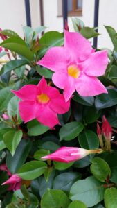 Small Tropical Garden Ideas-pink-mandevilla-flowers