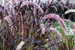 Ornamental Grass Companion Plants-red-fountain-grass