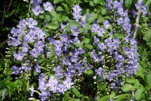Can You Grow Duranta From Cuttings-golden-duranta-flower-bloom