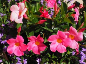 Growing Mandevilla From Seed-pink-flowering-mandevilla-vine