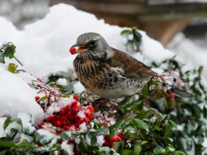 Winter Garden Dont's-a-bird-eating-berries