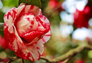 Winter Flower Garden Ideas-camellia-flowers