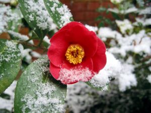 Winter Garden Dont's-camellia