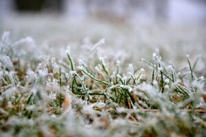 Best Winter Lawn Treatment-grass-covered-with-snow