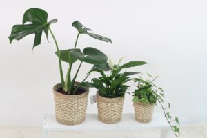 Indoor Winter Plant Care-container-grown-plants