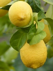 How To Grow A Lemon Tree Indoors-lemons-growing-on-a-tree