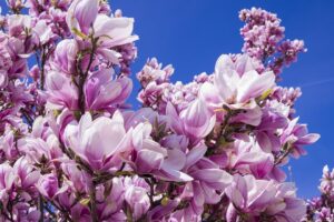 Magnolia Tree In Containers-pink-magnolia-flowers