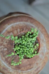 Hanging Succulent Plants-string-of-beads-plant